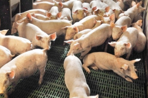 PvdA Statenfractie pakt problemen met intensieve veehouderij aan